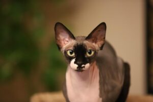 医療脱毛のVIO完全無毛プランを比較した際のメリットは？