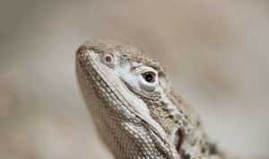医療脱毛で美肌効果は本当にあるのか？