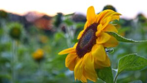 医療脱毛で肌荒れしないクリニックはどこ？