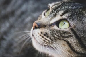 医療脱毛で鼻下の青ひげ解消には何回通う必要がある？